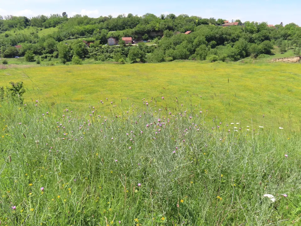 Obična trava ili blago? Otkrivamo zašto najrjeđi stanari u Hrvatskoj tiho nestaju