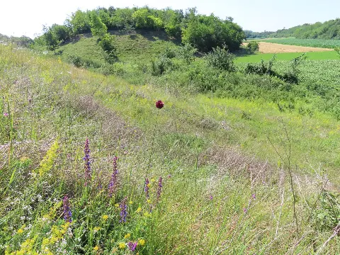 Obična trava ili blago? Otkrivamo zašto najrjeđi stanari u Hrvatskoj tiho nestaju