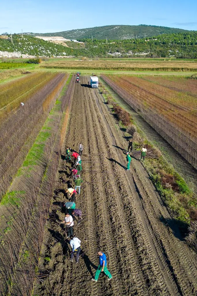 Proljeće je idealno za sadnju - evo gdje naći provjerene sadnice za svaki teren