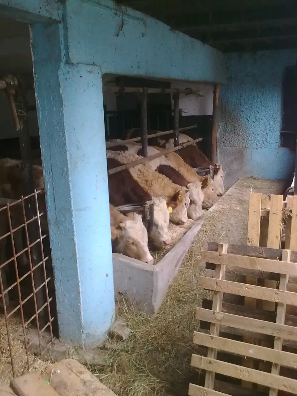 Bio-algeen proizvodi sve su traženiji: što ih čini zanimljivima za uzgoj?