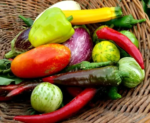 Bio-algeen proizvodi sve su traženiji: što ih čini zanimljivima za uzgoj?