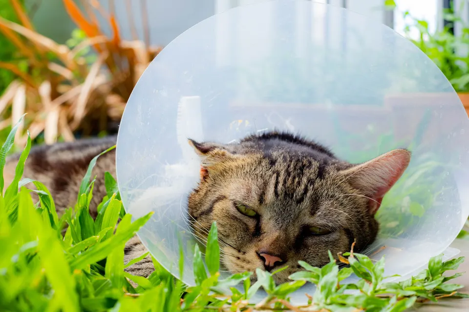 Nova veterinarska ambulanta Micek i Pesek otvorena u Svetom Ivanu Zelini