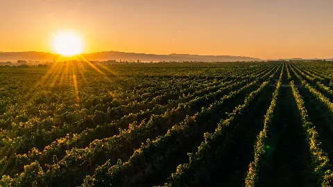Većina vina na policama su korektna, a samo neka su ozbiljna: Znate li razliku?
