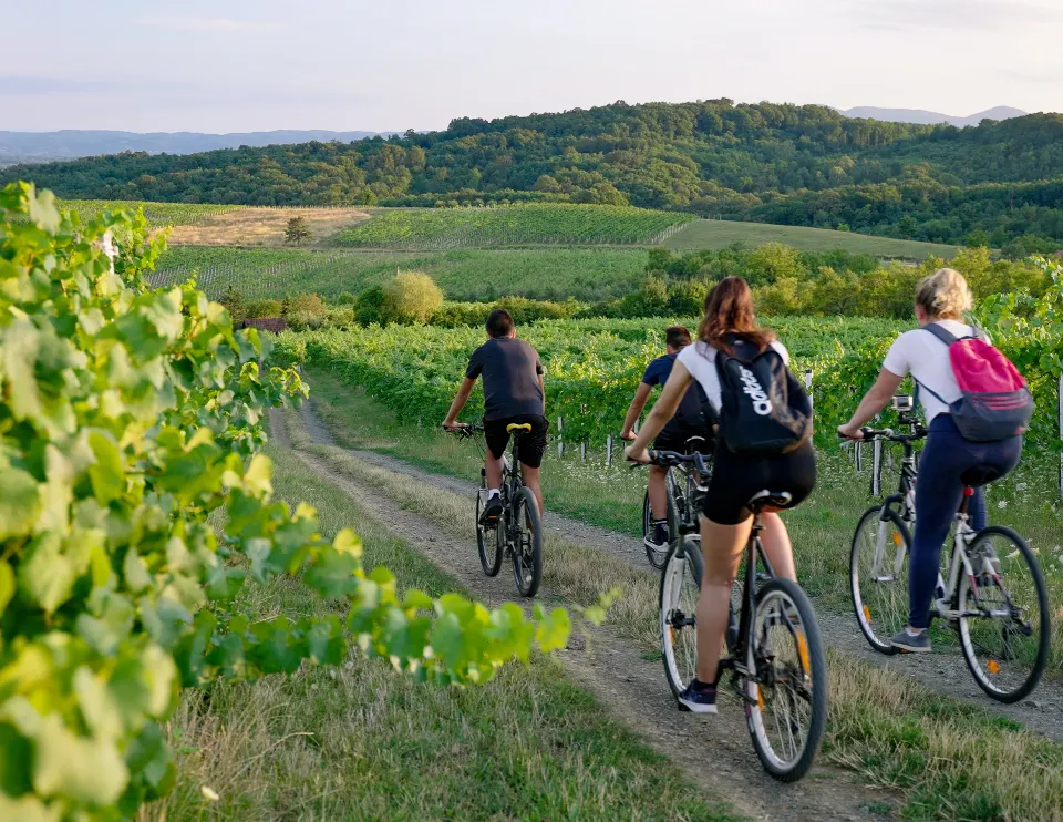 Vinogradi, šume i stoljetne crkve: što vas čeka u srcu Brodsko-posavske županije