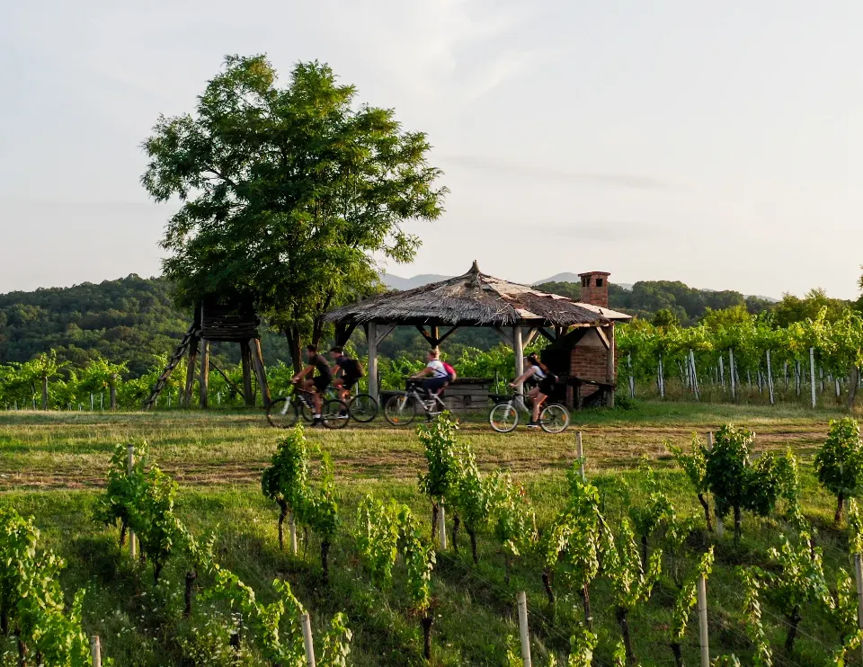Vinogradi, šume i stoljetne crkve: što vas čeka u srcu Brodsko-posavske županije