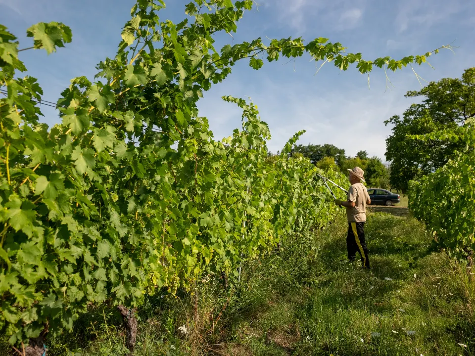Vinogradi, šume i stoljetne crkve: što vas čeka u srcu Brodsko-posavske županije