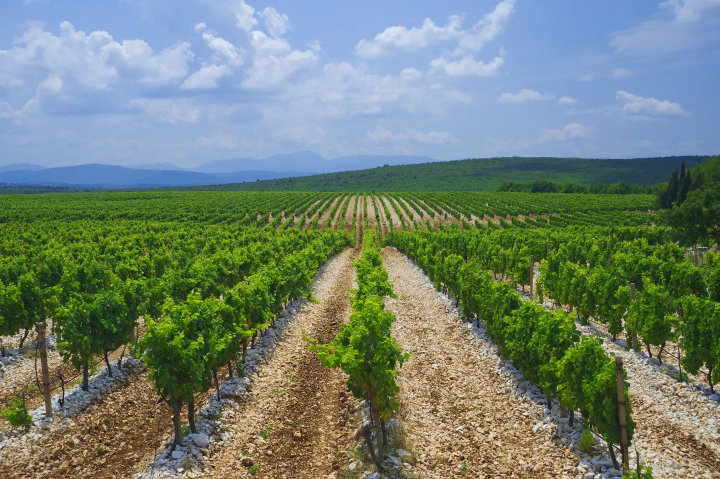 Tragom hercegovačkih vinograda: Žilavka, Blatina i tradicija