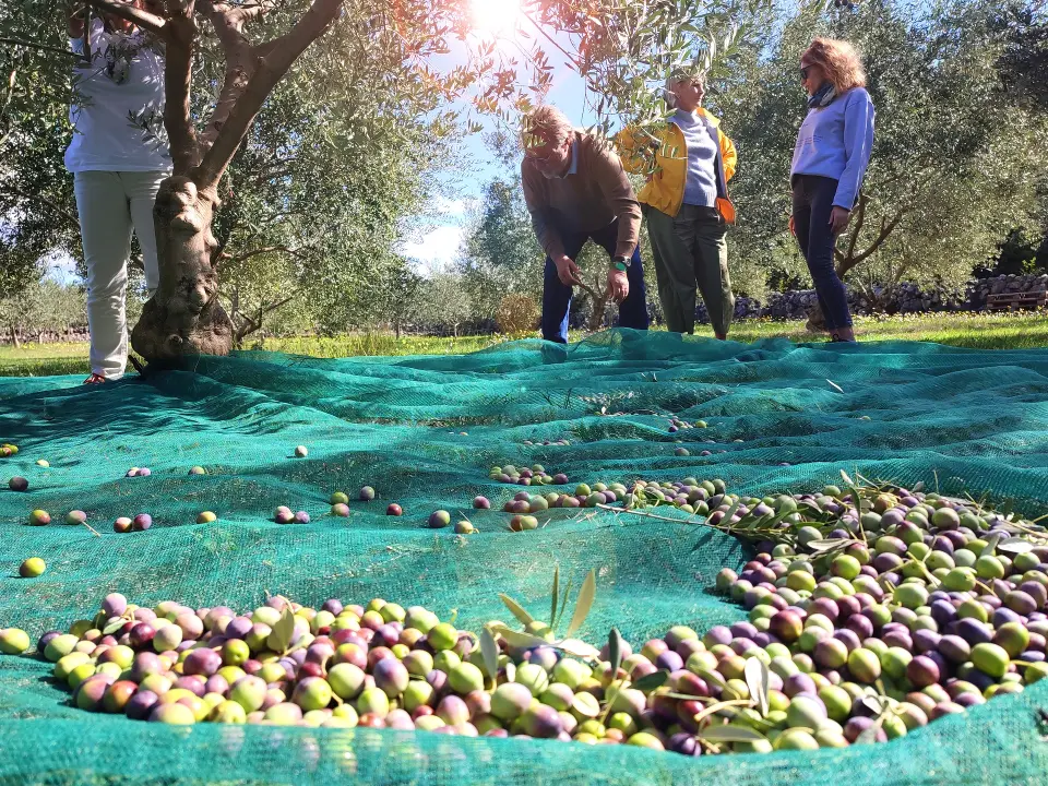 Ovo nije običan izlet na Krk: Malinska nudi berbu maslina, okuse i wellness