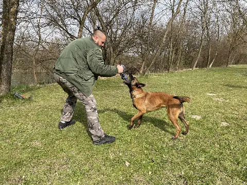 Vaš pas može biti poslušan i sretan – saznajte kako!