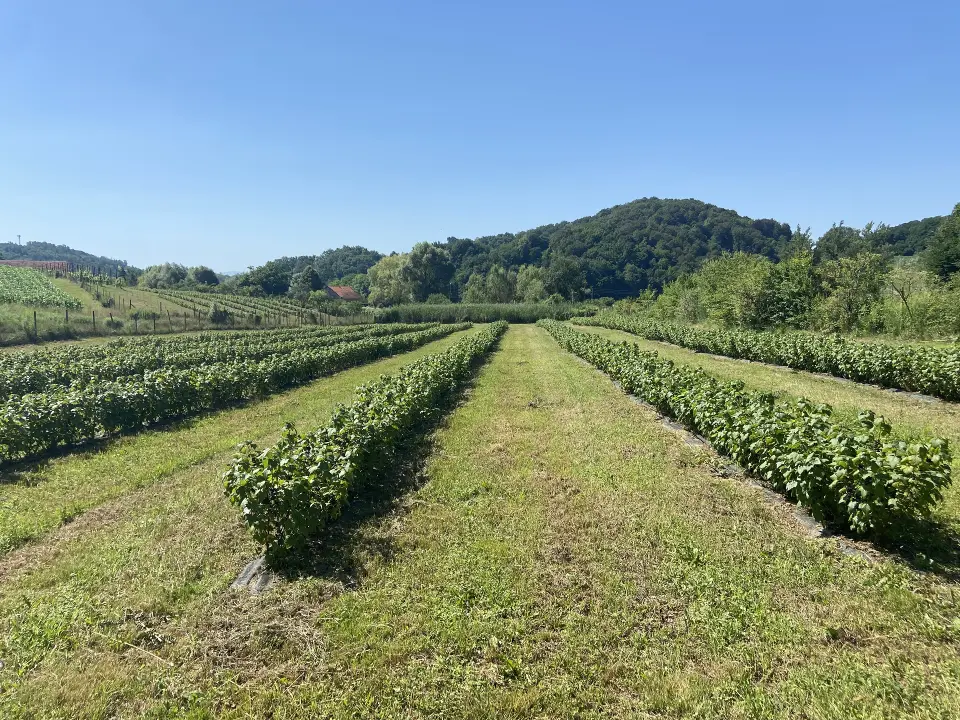 EKO BOBO - sirupi, sokovi i voćna vina koji osvajaju prirodnim okusima!