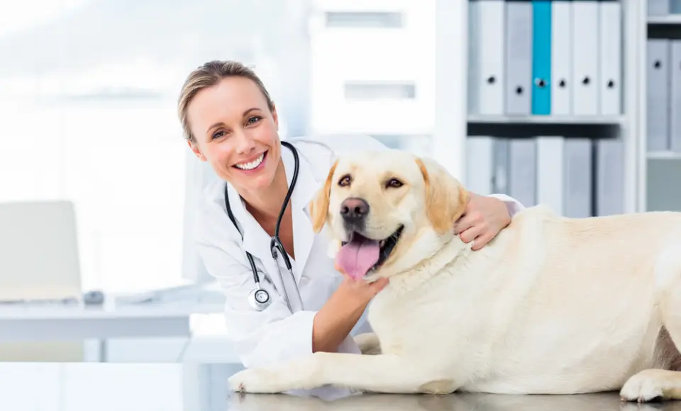 Digitalno rješenje koje olakšava rad svake veterinarske ambulante