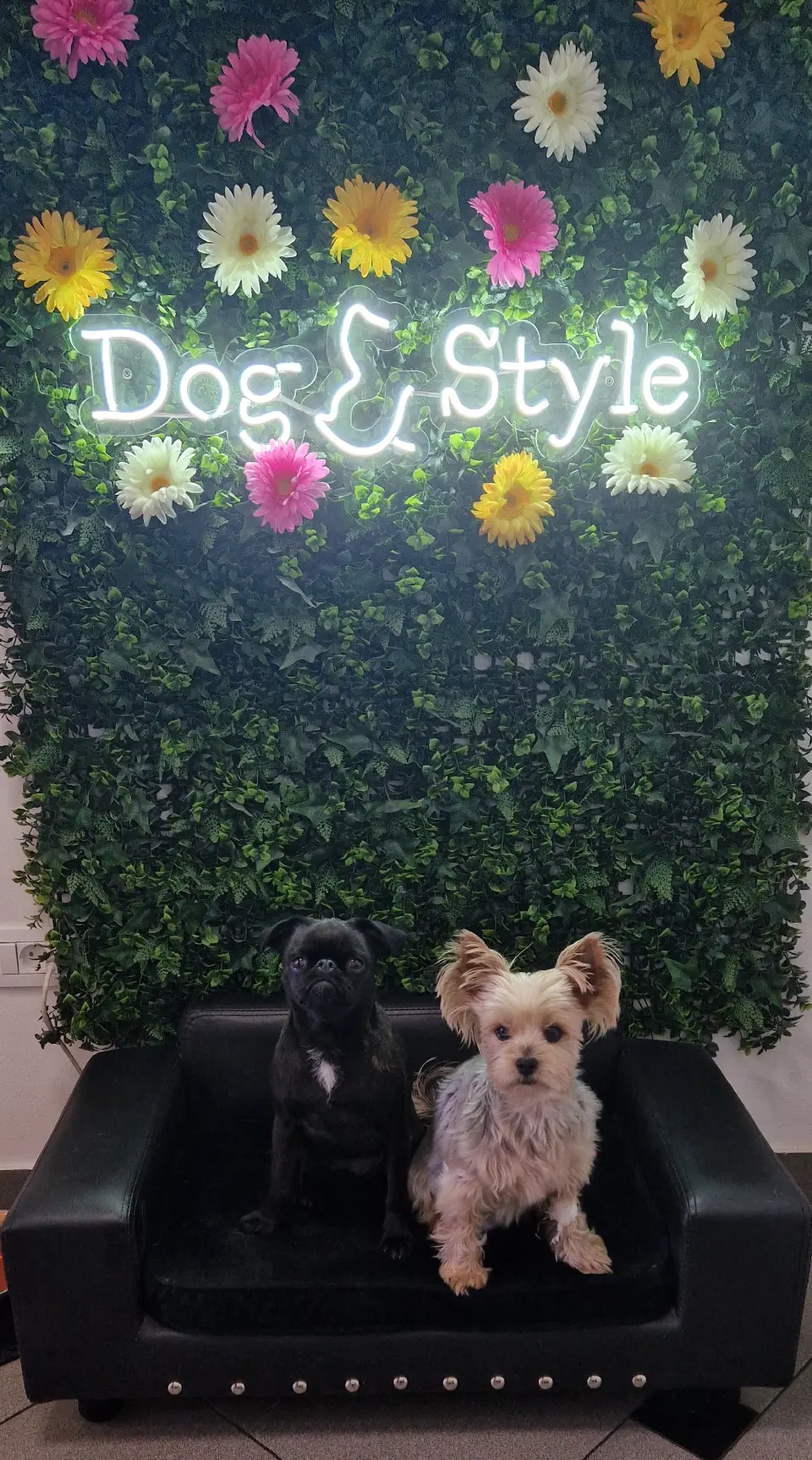 Zdravlje vašeg ljubimca počinje u zdjelici: Dog&style otkriva kako spriječiti probleme