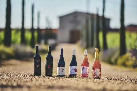 Putujte kroz povijest i okus s vinarijom iz Novigrada: Degustacije koje čuvaju tradiciju