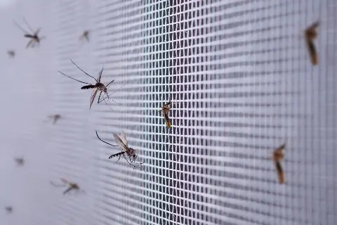 Zašto kemija protiv komaraca polako odlazi u prošlost?