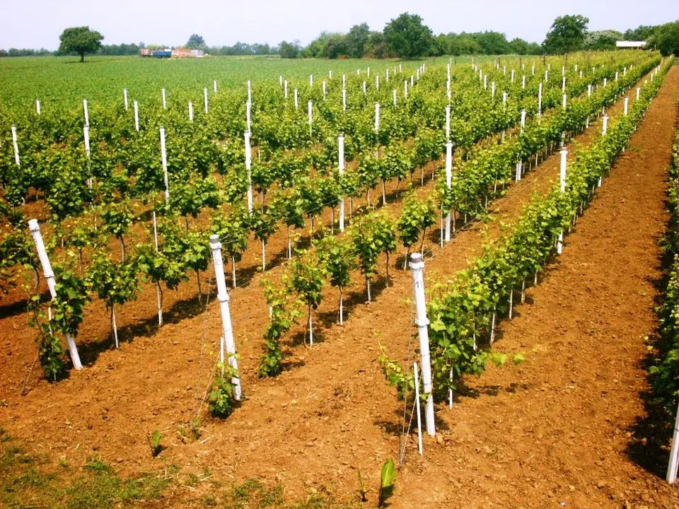 PVC stupovi s vijekom trajanja od 80 godina: rješenje za vinograde, voćnjake i ograde
