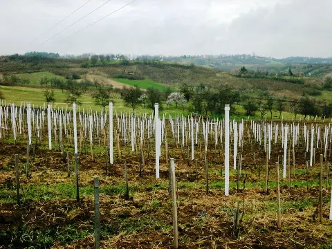 PVC stupovi s vijekom trajanja od 80 godina: rješenje za vinograde, voćnjake i ograde