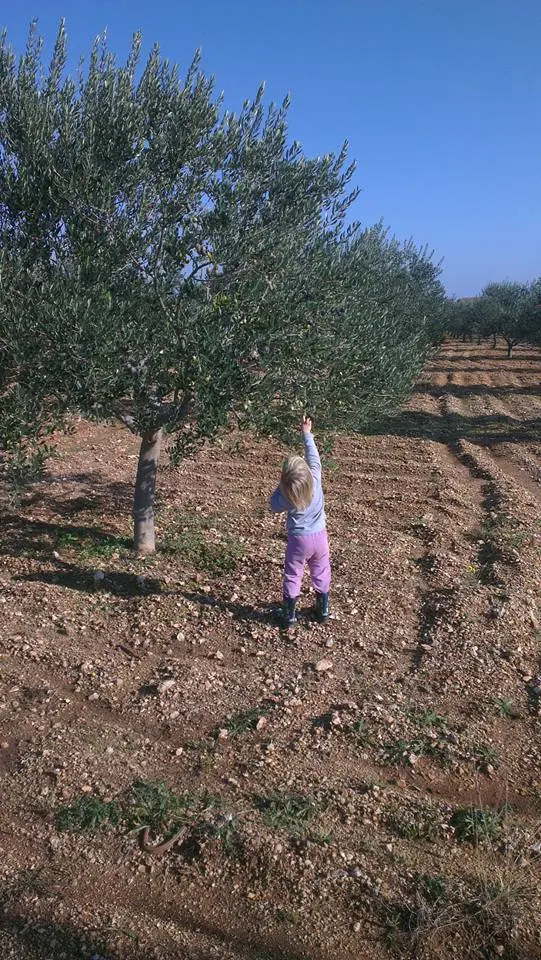 Ulje koje vraća Mediteran na stol - rezultat spoja tradicije, prirode i izvrsnosti