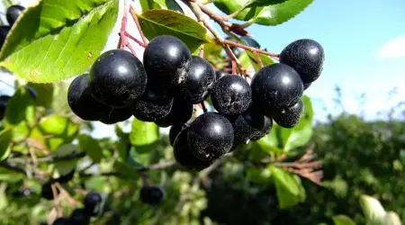 Otkrijte tajnu zdravlja: 100% prirodni sok od aronije iz srca Hrvatske