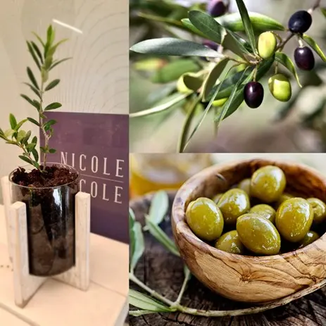 Nicole Nicole: Spiritualni frizerski salon gdje se svaka vlas kose povezuje s dušom