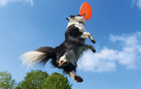 Što se dogodi kada životinja dobije sve što joj je priroda namijenila?